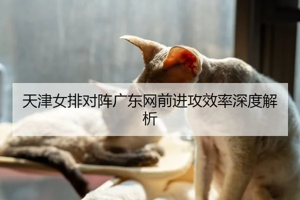 天津女排对阵广东网前进攻效率深度解析